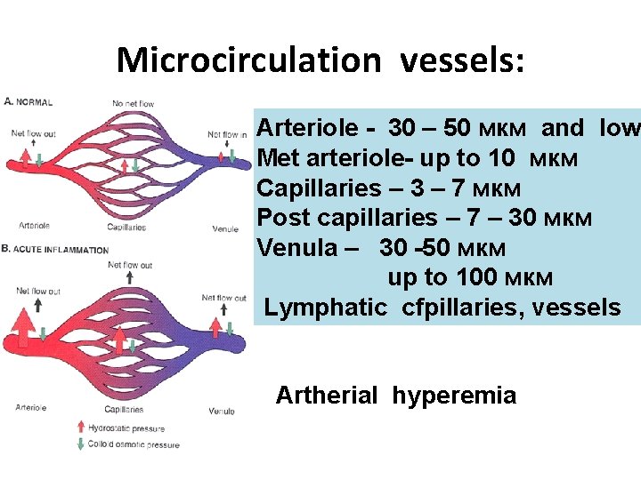 Microcirculation vessels: Аrteriole - 30 – 50 мкм and low Met arteriole- up to