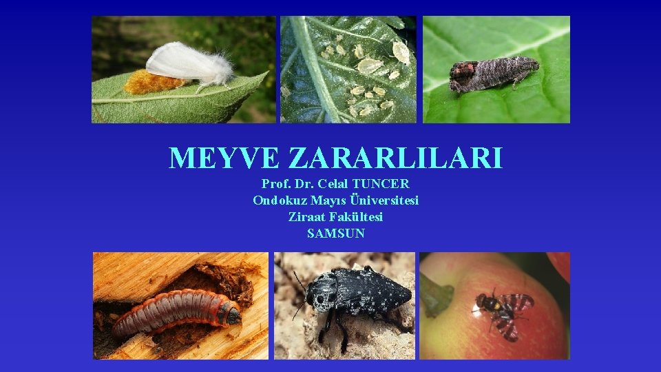 MEYVE ZARARLILARI Prof. Dr. Celal TUNCER Ondokuz Mayıs Üniversitesi Ziraat Fakültesi SAMSUN 