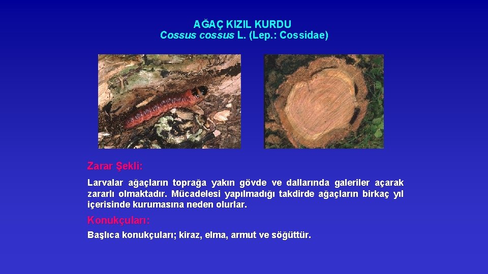 AĞAÇ KIZIL KURDU Cossus cossus L. (Lep. : Cossidae) Zarar Şekli: Larvalar ağaçların toprağa