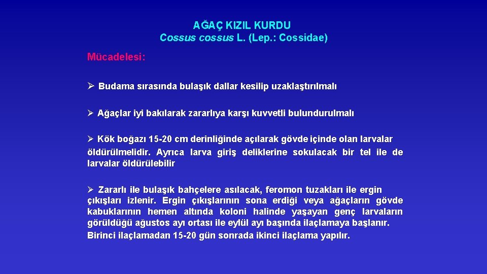 AĞAÇ KIZIL KURDU Cossus cossus L. (Lep. : Cossidae) Mücadelesi: Ø Budama sırasında bulaşık