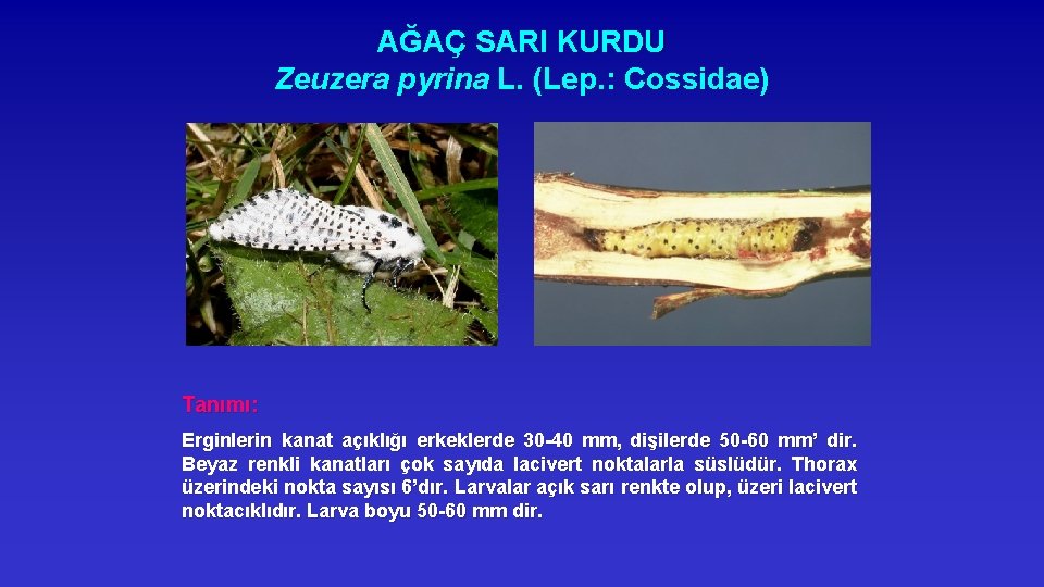 AĞAÇ SARI KURDU Zeuzera pyrina L. (Lep. : Cossidae) Tanımı: Erginlerin kanat açıklığı erkeklerde