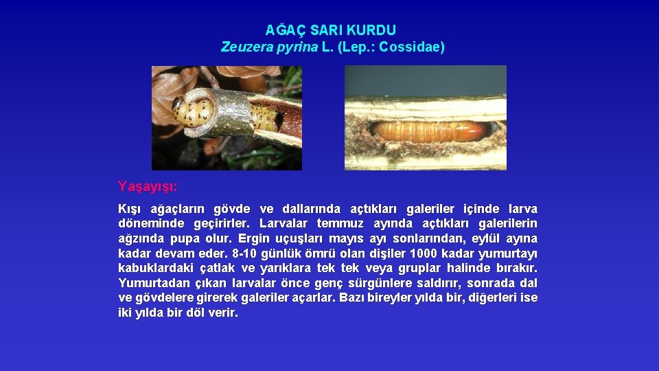 AĞAÇ SARI KURDU Zeuzera pyrina L. (Lep. : Cossidae) Yaşayışı: Kışı ağaçların gövde ve