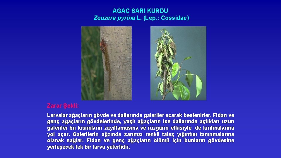 AĞAÇ SARI KURDU Zeuzera pyrina L. (Lep. : Cossidae) Zarar Şekli: Larvalar ağaçların gövde