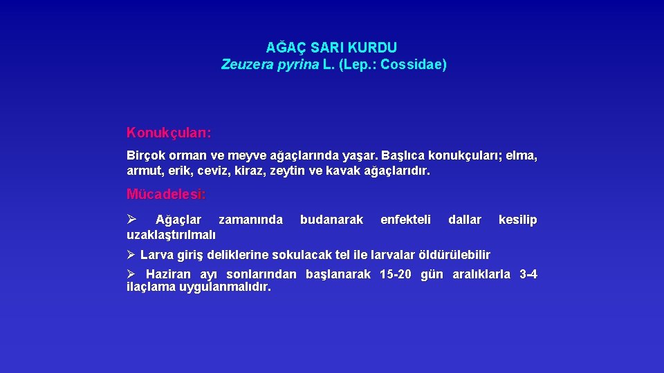 AĞAÇ SARI KURDU Zeuzera pyrina L. (Lep. : Cossidae) Konukçuları: Birçok orman ve meyve