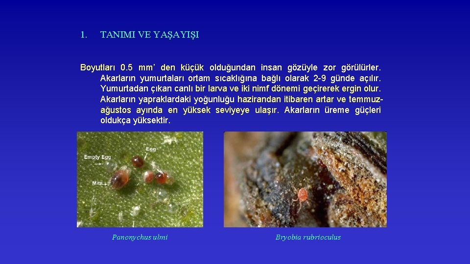 1. TANIMI VE YAŞAYIŞI Boyutları 0. 5 mm’ den küçük olduğundan insan gözüyle zor