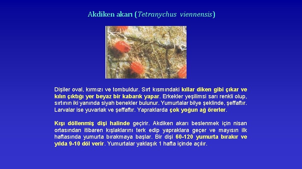 Akdiken akarı (Tetranychus viennensis) Dişiler oval, kırmızı ve tombuldur. Sırt kısmındaki kıllar diken gibi
