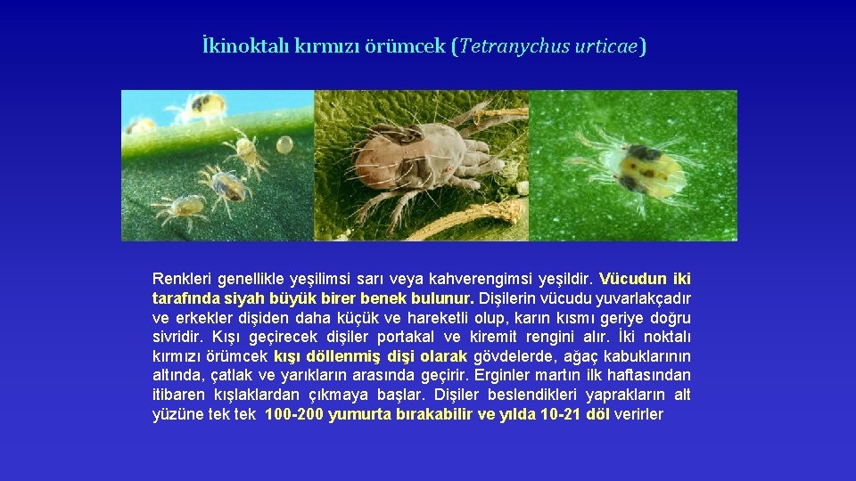 İkinoktalı kırmızı örümcek (Tetranychus urticae) Renkleri genellikle yeşilimsi sarı veya kahverengimsi yeşildir. Vücudun iki