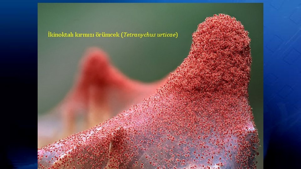 İkinoktalı kırmızı örümcek (Tetranychus urticae) 