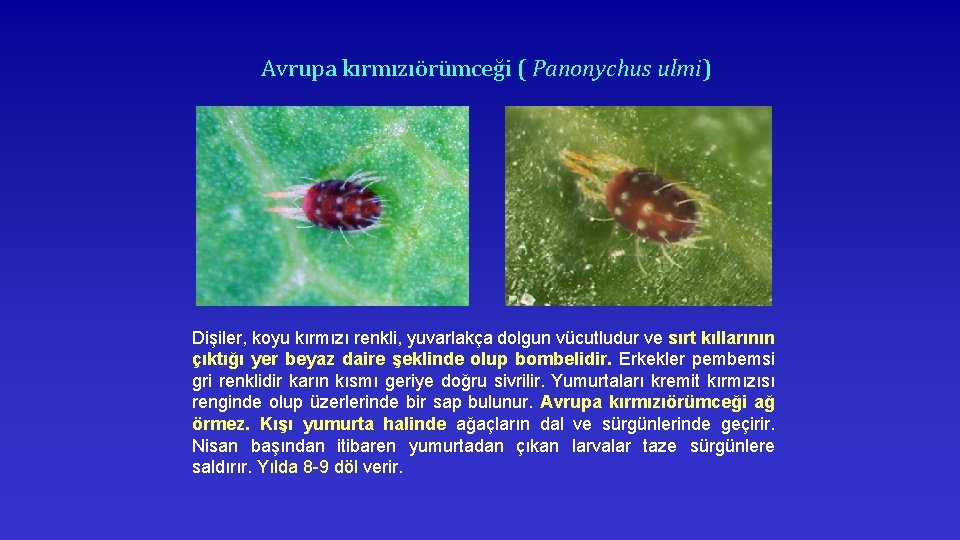 Avrupa kırmızıörümceği ( Panonychus ulmi) Dişiler, koyu kırmızı renkli, yuvarlakça dolgun vücutludur ve sırt