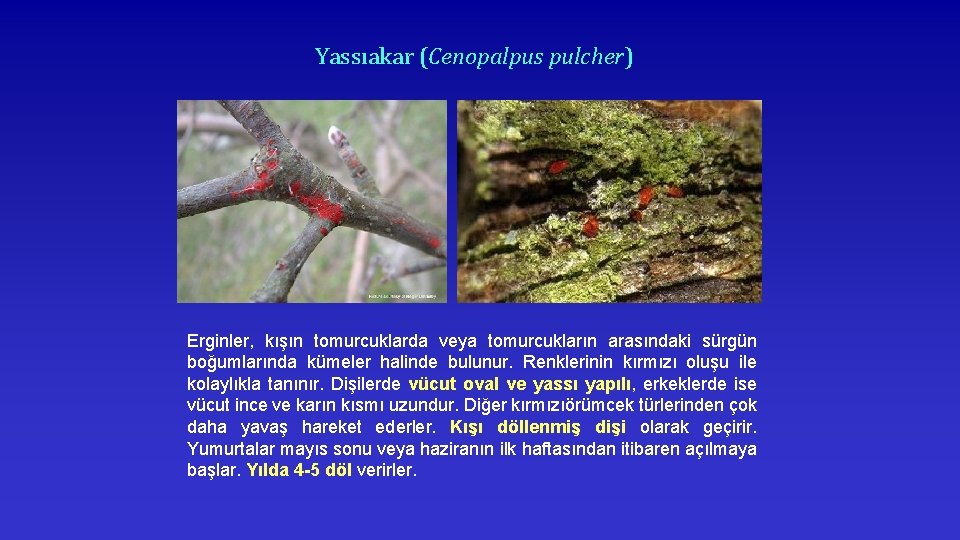 Yassıakar (Cenopalpus pulcher) Erginler, kışın tomurcuklarda veya tomurcukların arasındaki sürgün boğumlarında kümeler halinde bulunur.