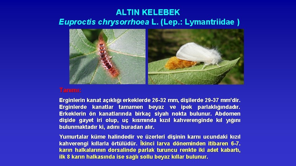 ALTIN KELEBEK Euproctis chrysorrhoea L. (Lep. : Lymantriidae ) Tanımı: Erginlerin kanat açıklığı erkeklerde