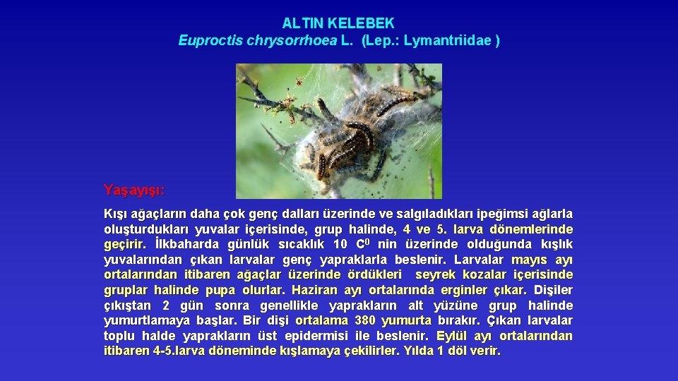 ALTIN KELEBEK Euproctis chrysorrhoea L. (Lep. : Lymantriidae ) Yaşayışı: Kışı ağaçların daha çok