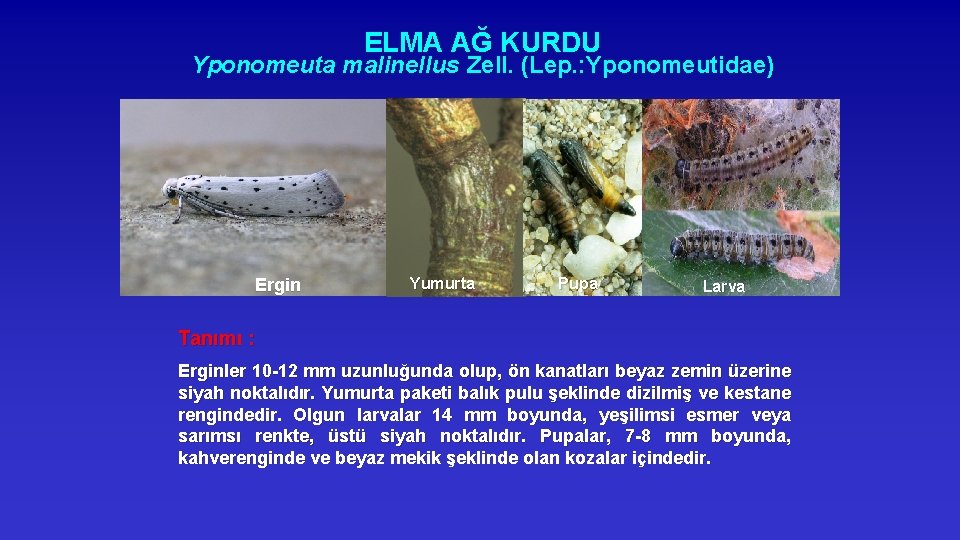 ELMA AĞ KURDU Yponomeuta malinellus Zell. (Lep. : Yponomeutidae) Ergin Yumurta Pupa Larva Tanımı