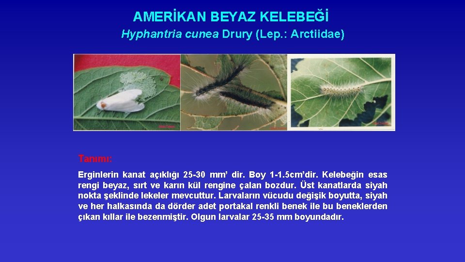 AMERİKAN BEYAZ KELEBEĞİ Hyphantria cunea Drury (Lep. : Arctiidae) Tanımı: Erginlerin kanat açıklığı 25