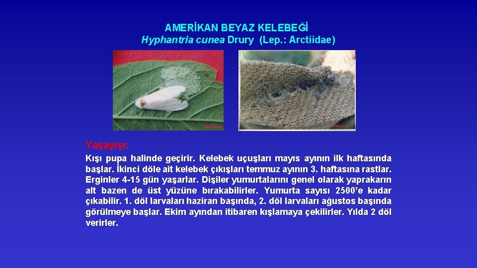 AMERİKAN BEYAZ KELEBEĞİ Hyphantria cunea Drury (Lep. : Arctiidae) Yaşayışı: Kışı pupa halinde geçirir.