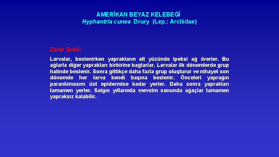 AMERİKAN BEYAZ KELEBEĞİ Hyphantria cunea Drury (Lep. : Arctiidae) Zarar Şekli: Larvalar, beslenirken yaprakların