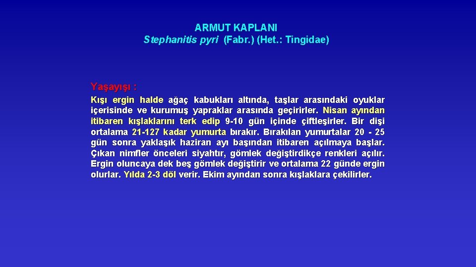 ARMUT KAPLANI Stephanitis pyri (Fabr. ) (Het. : Tingidae) Yaşayışı : Kışı ergin halde
