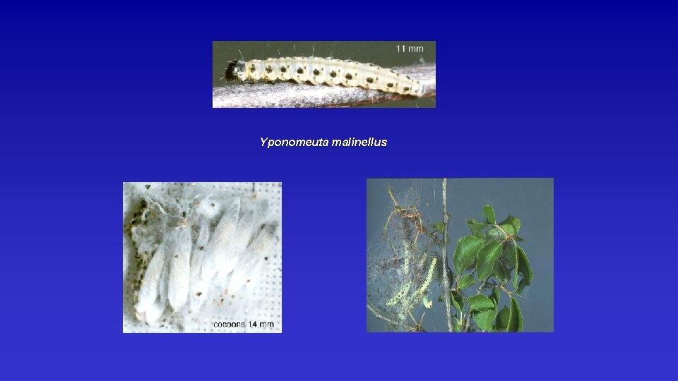 Yponomeuta malinellus 