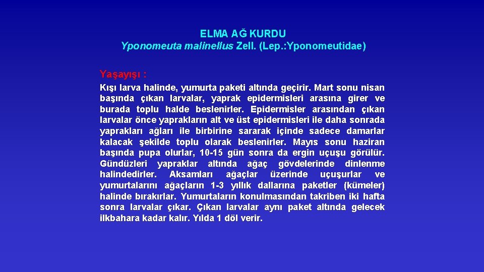 ELMA AĞ KURDU Yponomeuta malinellus Zell. (Lep. : Yponomeutidae) Yaşayışı : Kışı larva halinde,