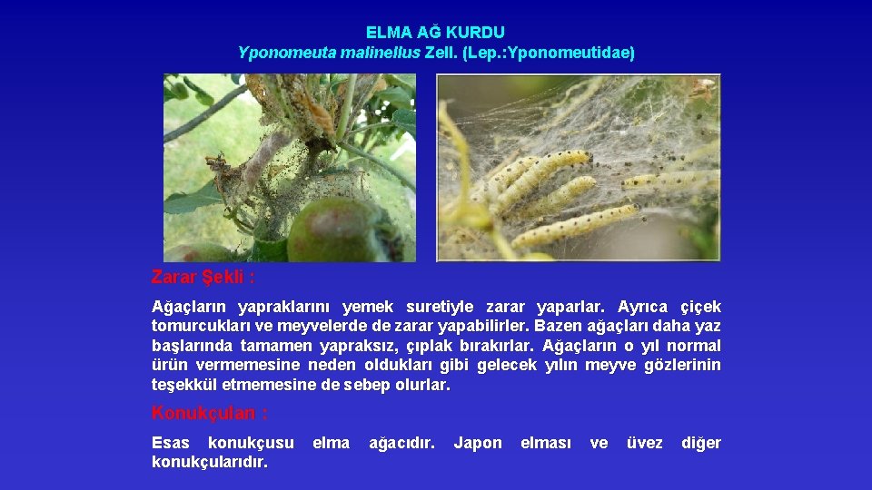 ELMA AĞ KURDU Yponomeuta malinellus Zell. (Lep. : Yponomeutidae) Zarar Şekli : Ağaçların yapraklarını