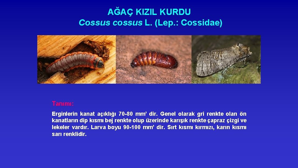AĞAÇ KIZIL KURDU Cossus cossus L. (Lep. : Cossidae) Tanımı: Erginlerin kanat açıklığı 70