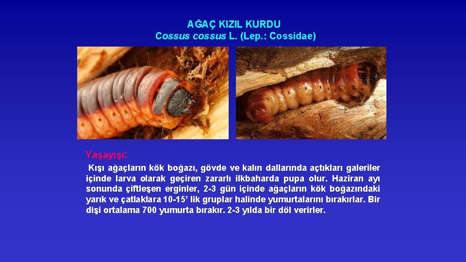 AĞAÇ KIZIL KURDU Cossus cossus L. (Lep. : Cossidae) Yaşayışı: Kışı ağaçların kök boğazı,