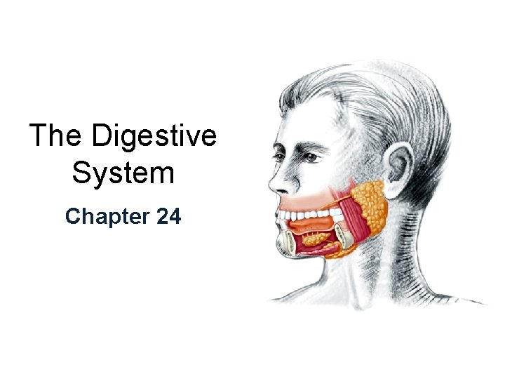 The Digestive System Chapter 24 