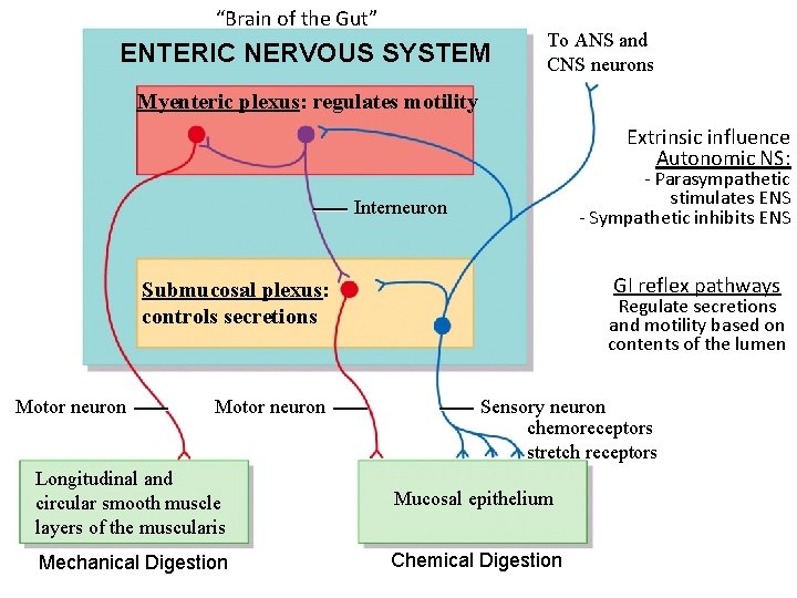 “Brain of the Gut” ENTERIC NERVOUS SYSTEM To ANS and CNS neurons Myenteric plexus: