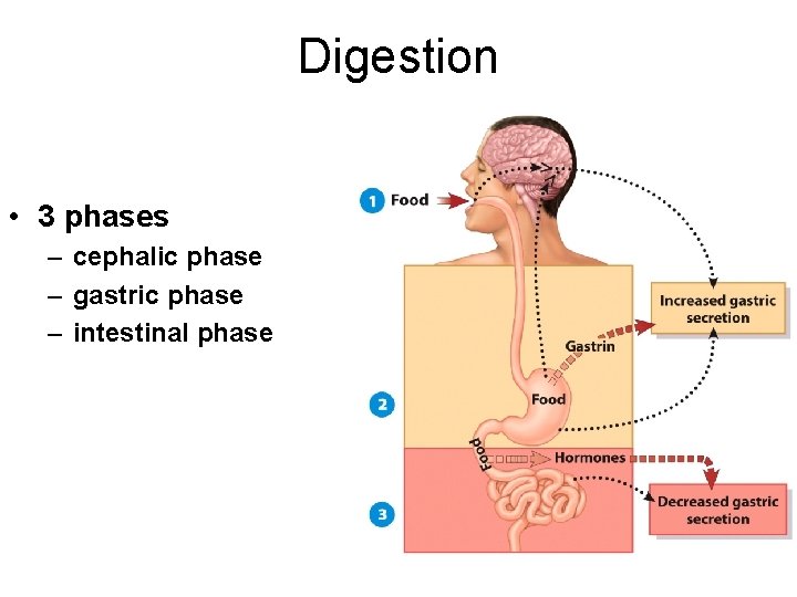 Digestion • 3 phases – cephalic phase – gastric phase – intestinal phase 