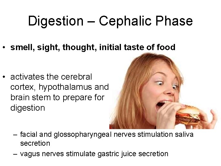 Digestion – Cephalic Phase • smell, sight, thought, initial taste of food • activates