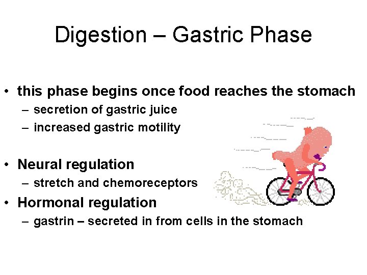 Digestion – Gastric Phase • this phase begins once food reaches the stomach –