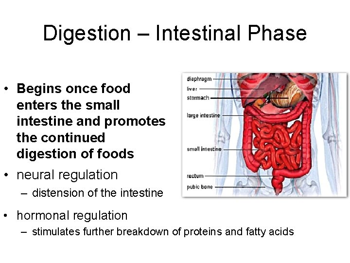 Digestion – Intestinal Phase • Begins once food enters the small intestine and promotes