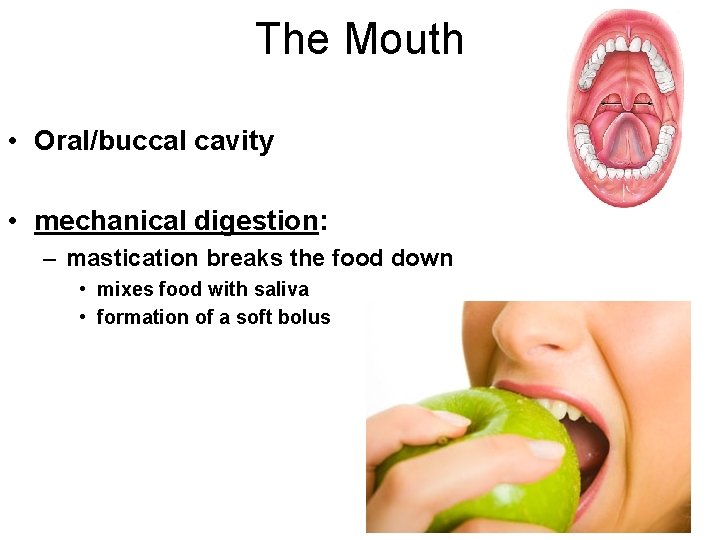 The Mouth • Oral/buccal cavity • mechanical digestion: – mastication breaks the food down