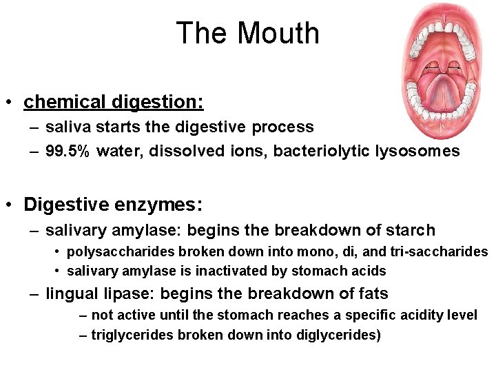 The Mouth • chemical digestion: – saliva starts the digestive process – 99. 5%