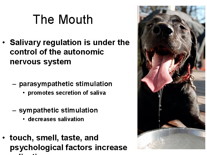 The Mouth • Salivary regulation is under the control of the autonomic nervous system