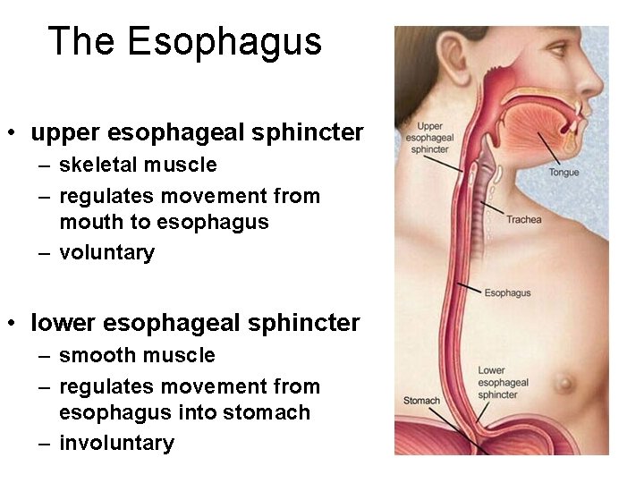 The Esophagus • upper esophageal sphincter – skeletal muscle – regulates movement from mouth