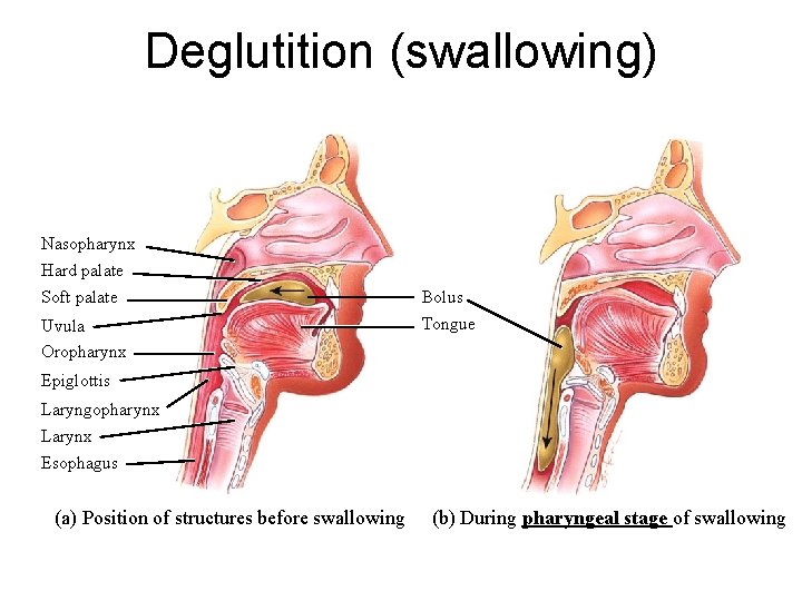 Deglutition (swallowing) Nasopharynx Hard palate Soft palate Uvula Oropharynx Bolus Tongue Epiglottis Laryngopharynx Larynx