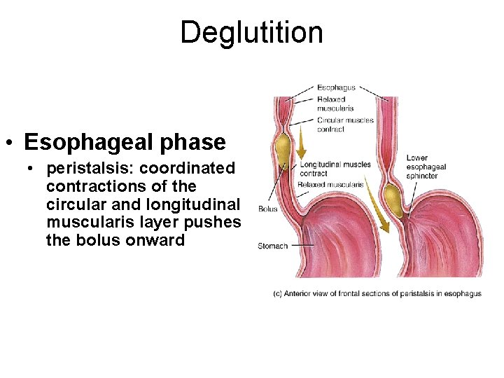 Deglutition • Esophageal phase • peristalsis: coordinated contractions of the circular and longitudinal muscularis