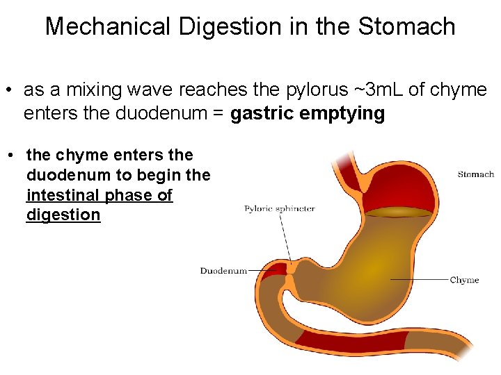 Mechanical Digestion in the Stomach • as a mixing wave reaches the pylorus ~3