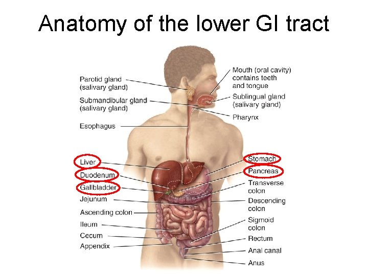 Anatomy of the lower GI tract 