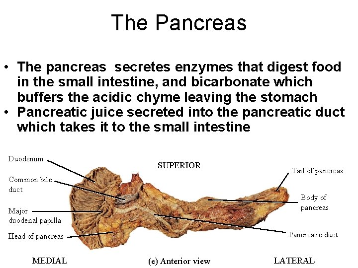 The Pancreas • The pancreas secretes enzymes that digest food in the small intestine,