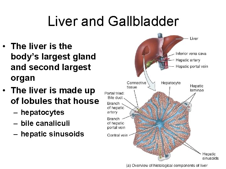 Liver and Gallbladder • The liver is the body’s largest gland second largest organ