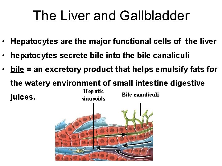 The Liver and Gallbladder • Hepatocytes are the major functional cells of the liver