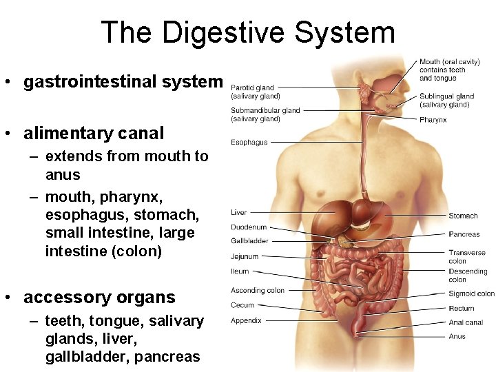 The Digestive System • gastrointestinal system • alimentary canal – extends from mouth to