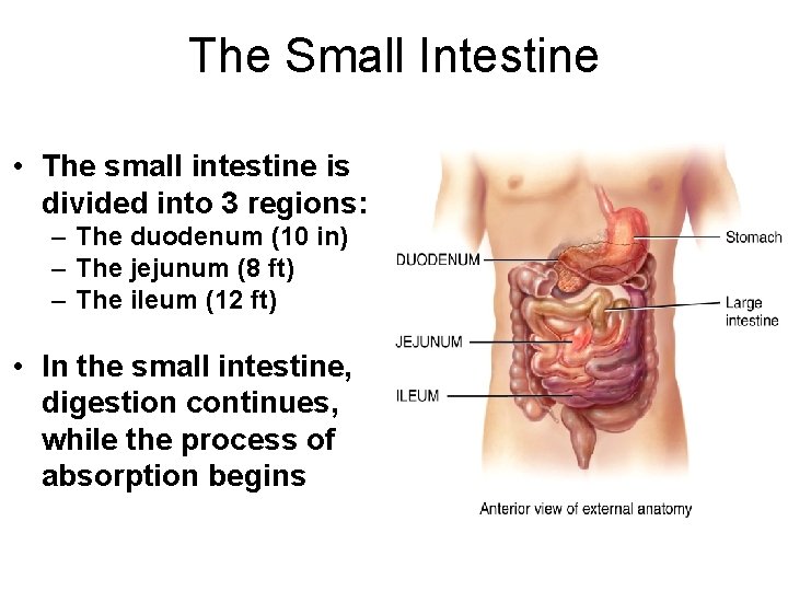 The Small Intestine • The small intestine is divided into 3 regions: – The