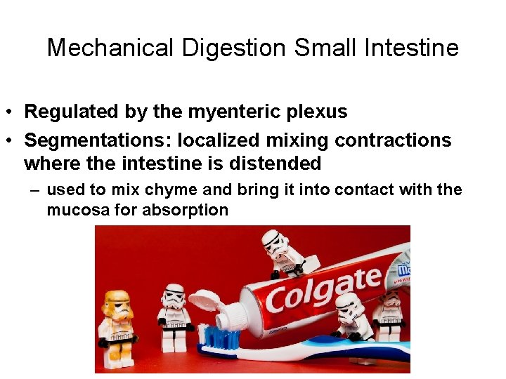 Mechanical Digestion Small Intestine • Regulated by the myenteric plexus • Segmentations: localized mixing