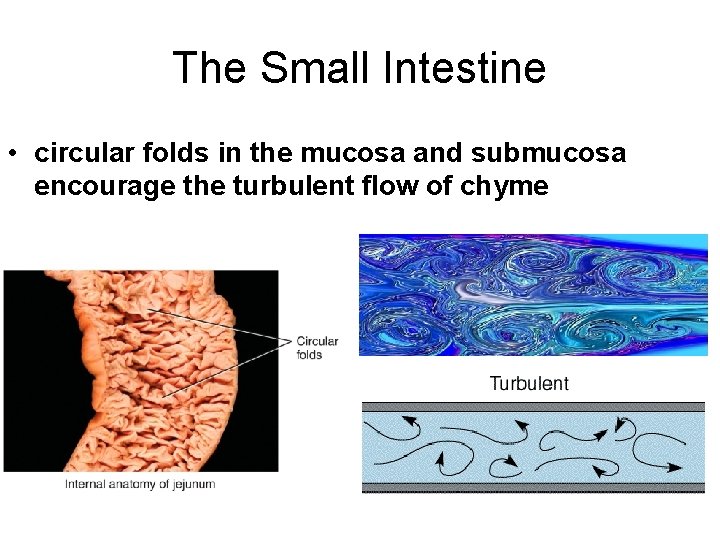 The Small Intestine • circular folds in the mucosa and submucosa encourage the turbulent