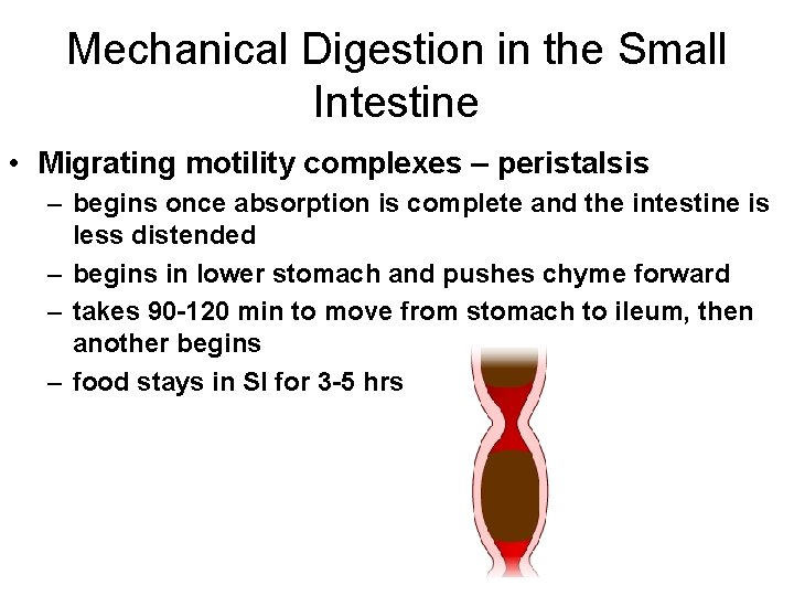 Mechanical Digestion in the Small Intestine • Migrating motility complexes – peristalsis – begins