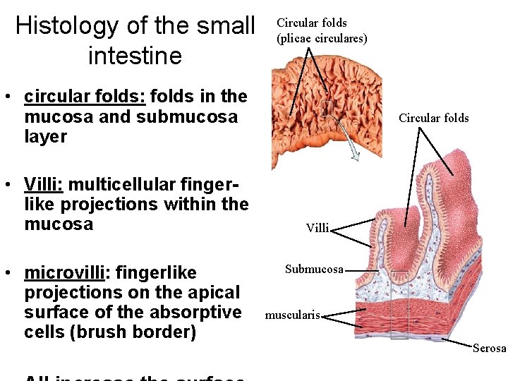 Histology of the small intestine Circular folds (plicae circulares) • circular folds: folds in