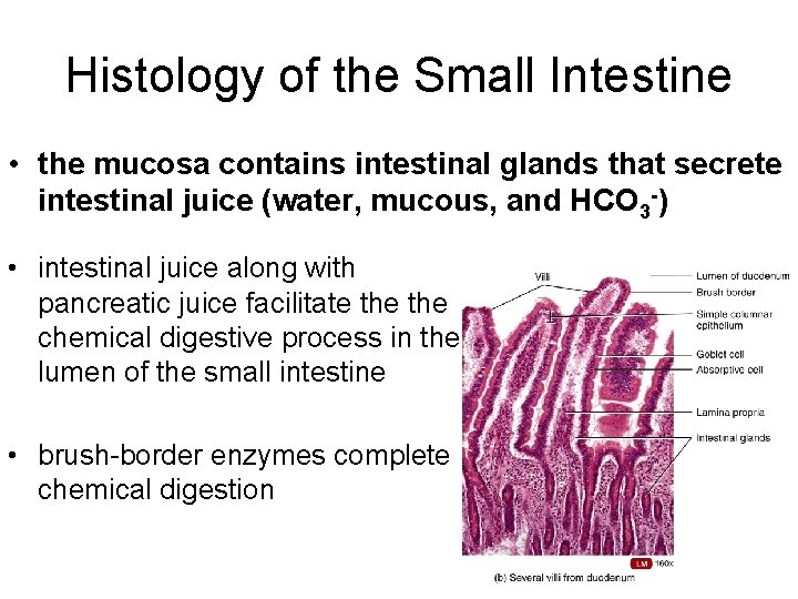 Histology of the Small Intestine • the mucosa contains intestinal glands that secrete intestinal